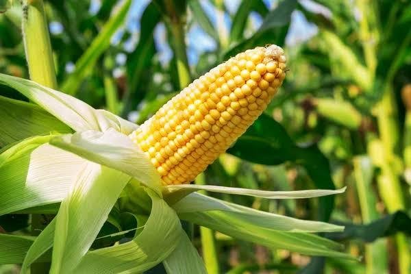 Espiga de maíz en la planta