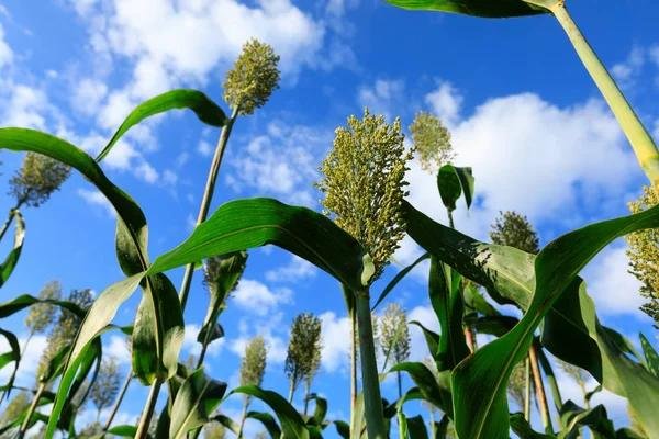 Panojas de sorgo